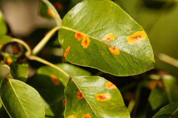 istock Pear rust disease, Gymnosporangium sabinae 848779310