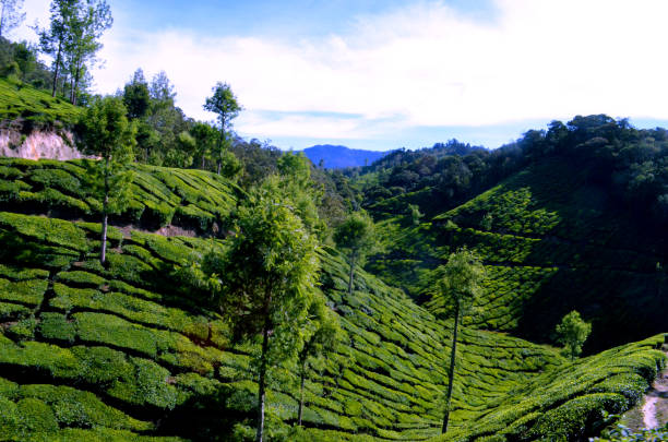 istock Landscape of tea Gardens 848779434