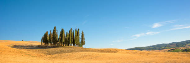 beautiful typical tuscan panorama with cypress trees in a field in summer, val d'orcia, tuscany, italy - val tuscany cypress tree italy imagens e fotografias de stock