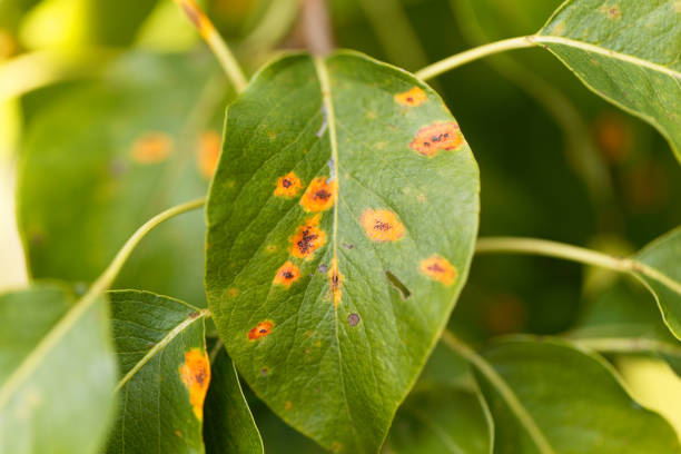 istock Pear rust disease, Gymnosporangium sabinae 848782174