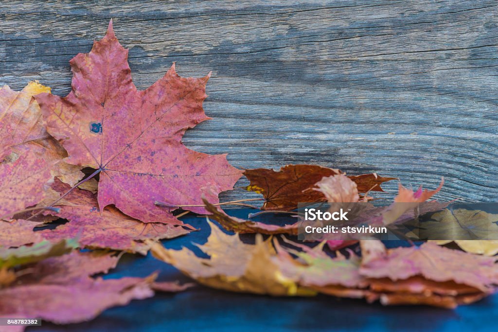 autumne leaves red maple leaves on rustic background with copy space Autumn Stock Photo