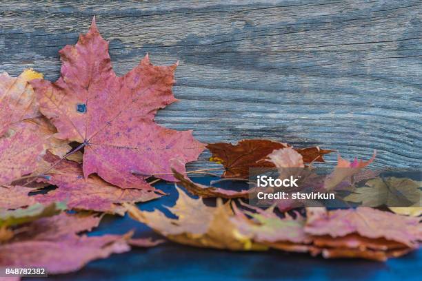 Autumne Leaves Stock Photo - Download Image Now - Autumn, Backgrounds, Copy Space