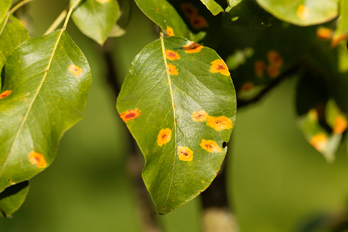 Pear rust disease, Gymnosporangium sabinae, on a leaf.