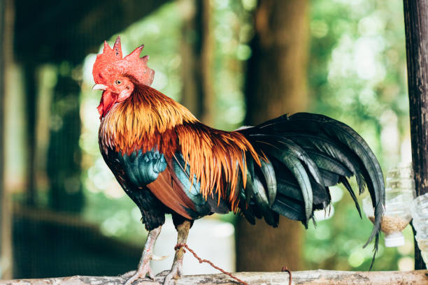 istock Close up Rooster hang on timber. vintage tone 848783020