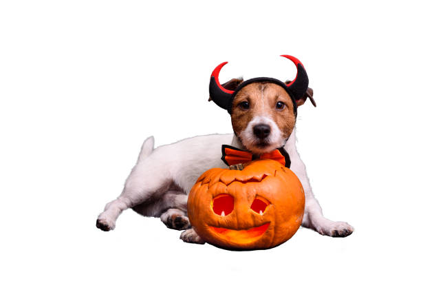 istock Dog dressed in devil's costume with horns and bowtie 848783096