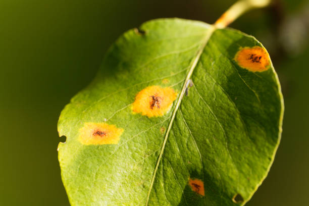 istock Pear rust disease, Gymnosporangium sabinae 848783352