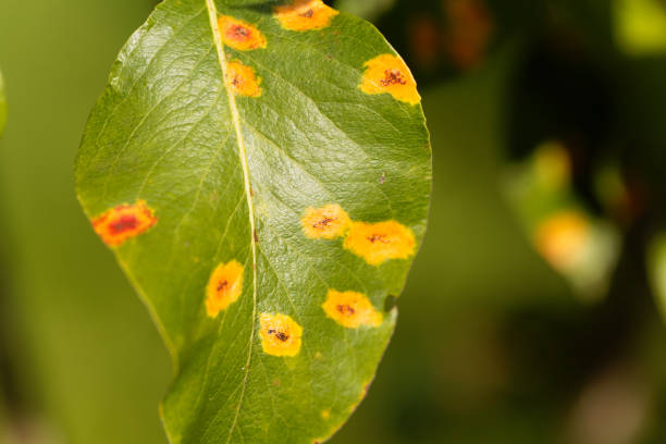 istock Pear rust disease, Gymnosporangium sabinae 848786150
