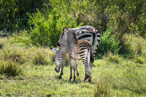 Zebra foal with older Zebras in Ngorongoro. The foal is a little more brown than the adults.See also my LB: