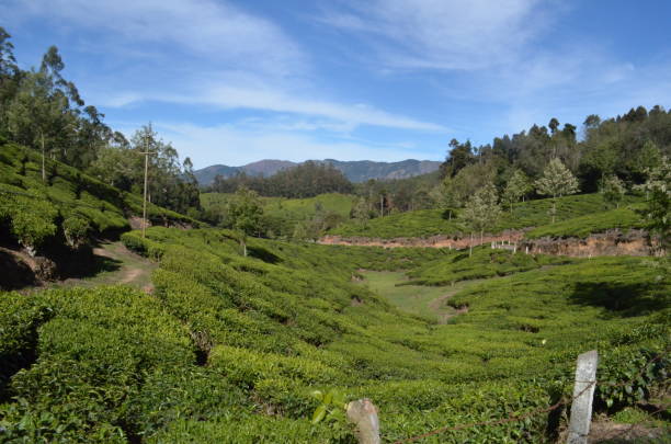 istock Landscape of tea Gardens 848786656