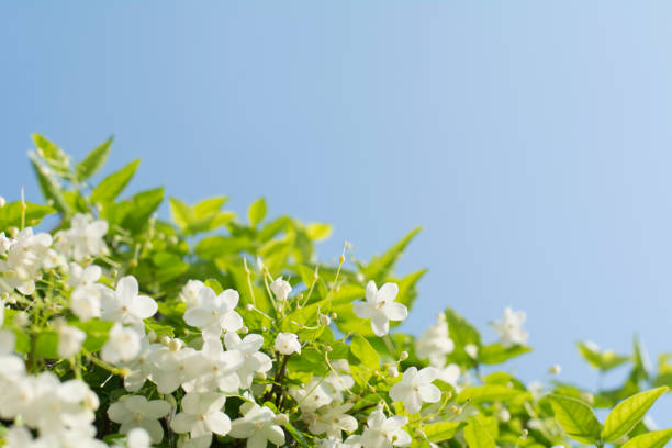 Jasmine flowers blooms - Jasminum