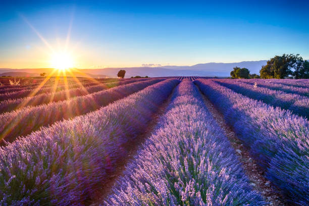 campi di lavanda - lavender coloured foto e immagini stock