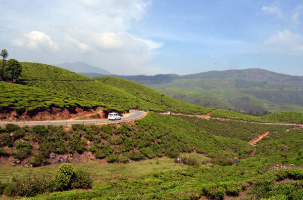 istock Landscape of tea Gardens 848799284