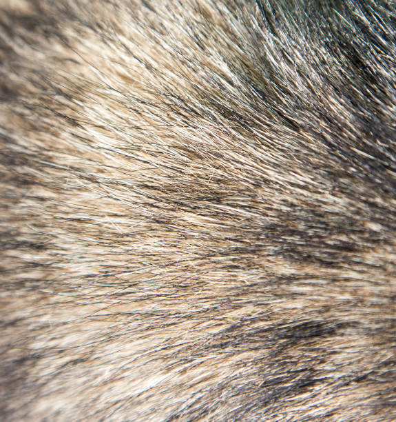 istock dog fur as background 848803282