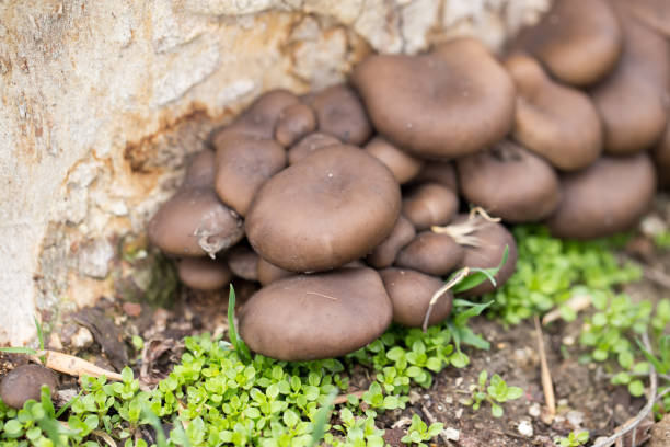 istock oyster mushrooms in nature 848809570