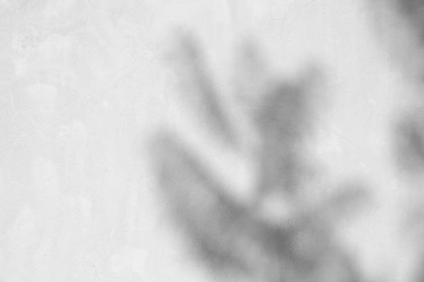 istock Black and White  abstract background textuer of shadows leaf on a concrete wall. 848812792