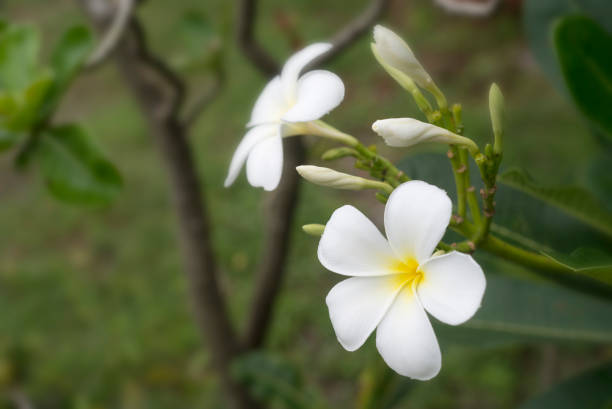 istock White Plumeria beautiful  tropical ( Frangipani flower ) 848821514