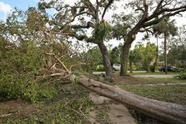 istock Giant tree falls on the street and sidewalk 848836972