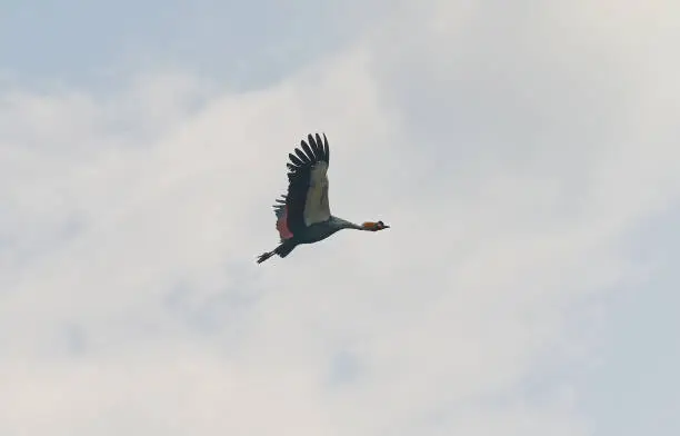 Grey crowned crane bird (Balearica regulorum) is flying.