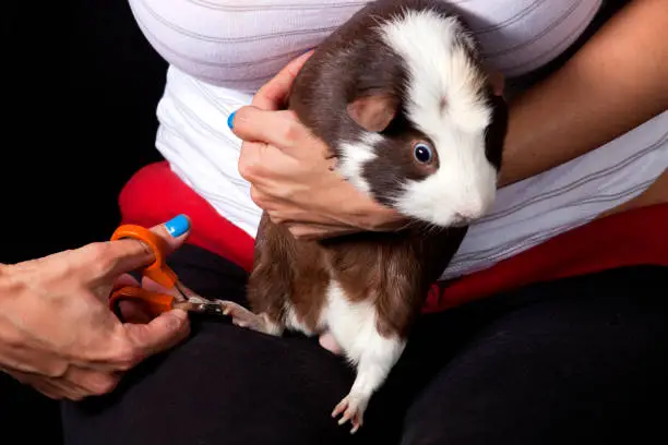 Adult male American Guinea Pig getting his nails clipped.
