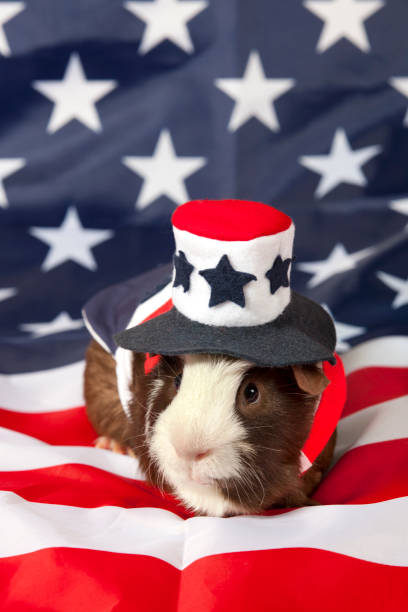 istock American Guinea Pigs (Cavia porcellus) 848837524