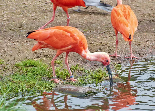 Scarlet ibis (Eudocimus ruber) looking for food, full body, close up.