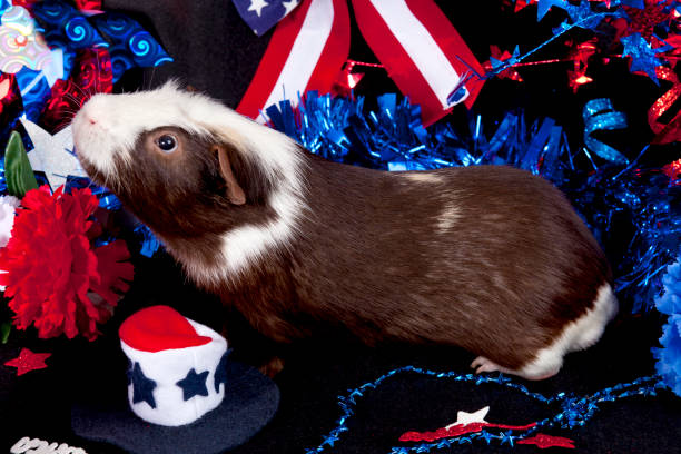 istock American Guinea Pigs (Cavia porcellus) 848840744