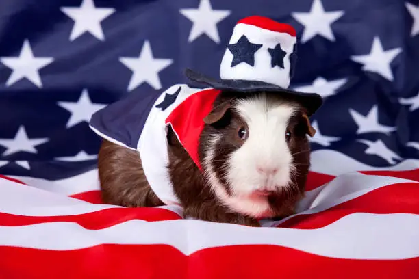 Adult male American Guinea Pigs (Cavia porcellus)  on a American flag background. Patriotic pet