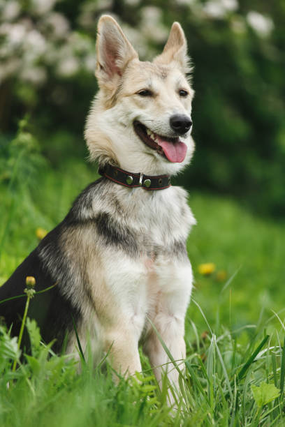 istock Cute brown dog with a green grass background. 848854346