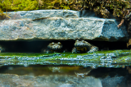 Hidden Frog In Rocks Frogs Hiding Under A Rock Stock Photo - Download Image Now - Algae ...
