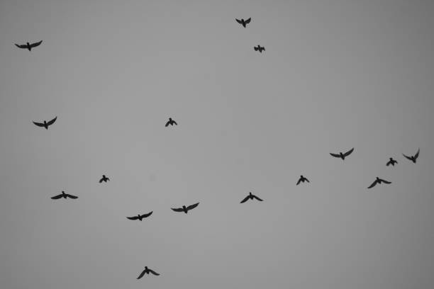 istock Birds flying in the sky 848861722