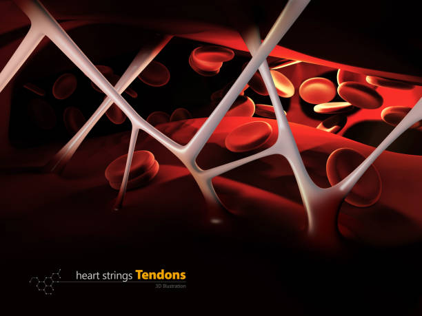 istock 3d Illustration of heart strings Tendons, inside the human heart 848865700