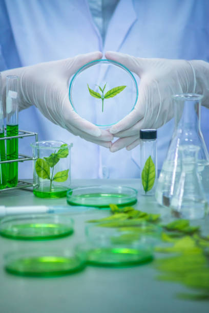 istock Research herbal medicine at lab , test pharmaceutical 848865990