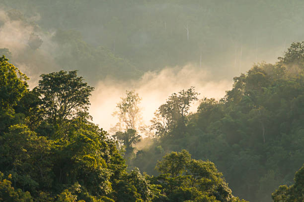 istock Golden mist in the forest. 848866802