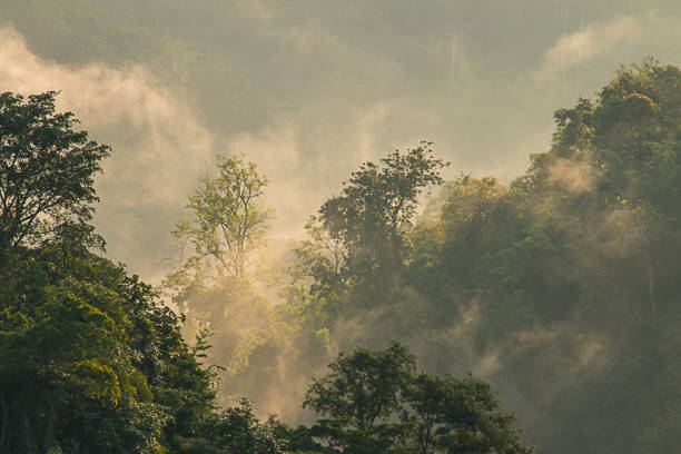 istock Golden mist in the forest. 848866804