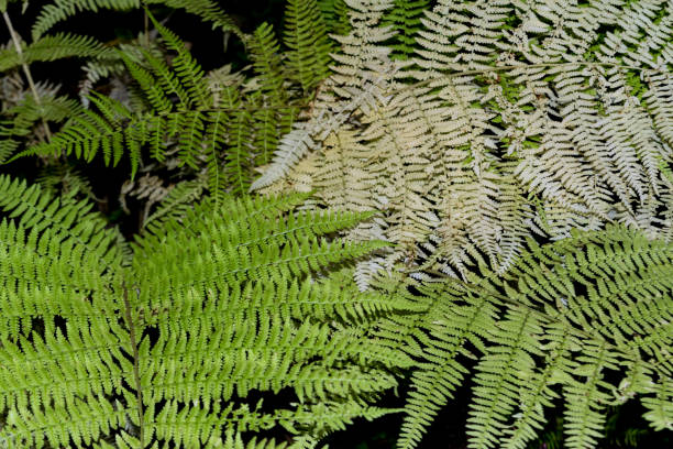 istock Fern leaves in the forest close-up 848867584