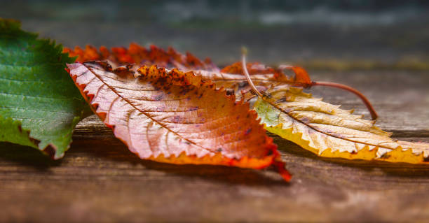 autumn leaves stock photo