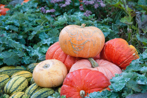 istock pumpkins in a garden 848874378