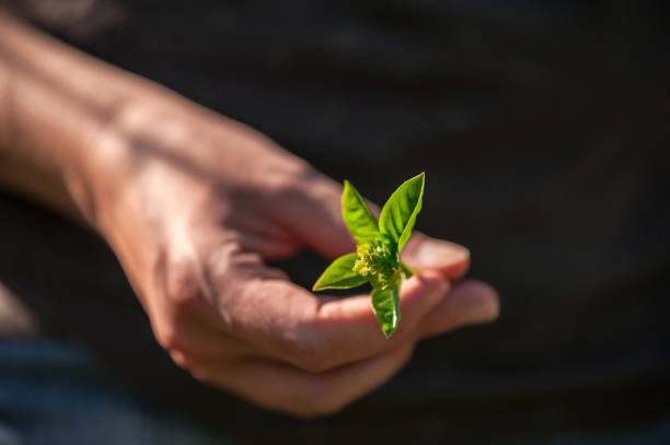 istock Woman holding a freshly picked basil leaves 848879794
