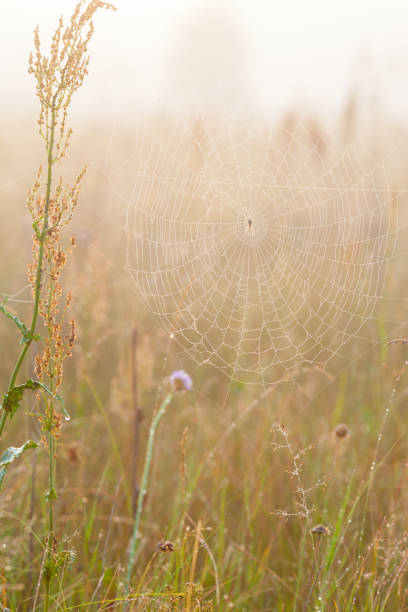 istock meadow with green grass and the spyder net on it 848884318