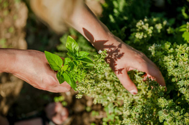 istock Woman's hands picking fresh herbs in herb garden 848884338