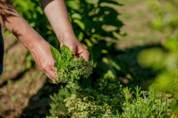 istock Woman's hands picking fresh herbs in herb garden 848884718
