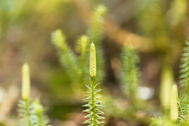 Interrupted club moss, Lycopodium annotinum Strobili of an interrupted club moss, Lycopodium annotinum lycopodiaceae photos stock pictures, royalty-free photos & images