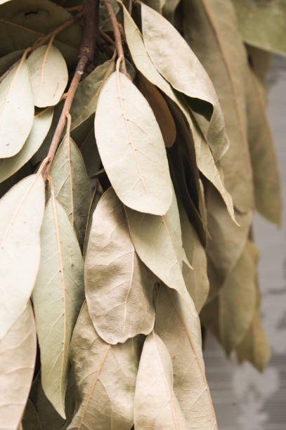 istock Hung leaves(sheets) of laurel drying off 848898726