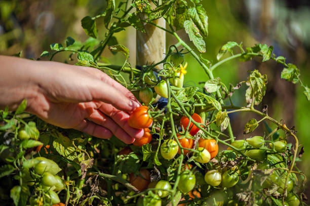 istock Woman Picking Small Cherry Vine Tomatoes 848902566