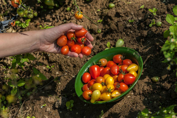 istock Woman Picking Small Cherry Vine Tomatoes 848905664