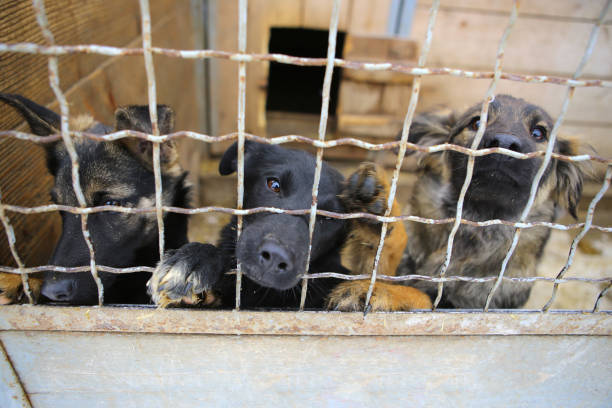 Animal shelter.Boarding home for dogs Abandoned dogs in the kennel,homeless dogs behind bars in an animal shelter.Sad looking dog behind the fence looking out through the wire of his cage. sad dog shelter stock pictures, royalty-free photos & images