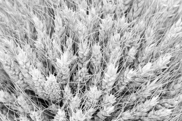 istock Black and white texture background of wheat ears 848919152