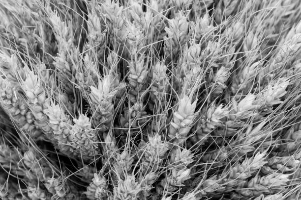 istock Black and white texture background of wheat ears 848919246