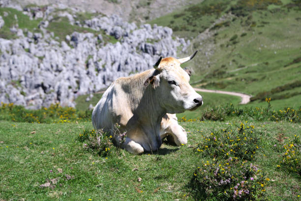Cow in the mountains