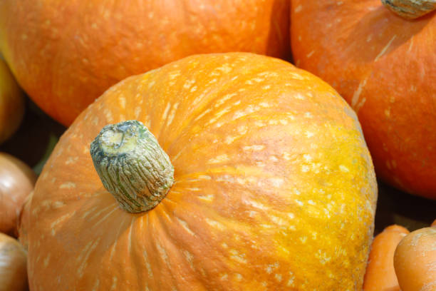istock Close up of a group of mini pumpkins forming a complete background 848921694